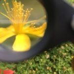 millepertuis, fleur, fleur de millepertuis, macération de millepertuis, huile de millepertuis Fleurs de millepertuis Hypericum perforatum